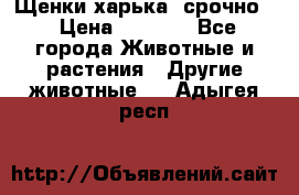 Щенки харька! срочно. › Цена ­ 5 000 - Все города Животные и растения » Другие животные   . Адыгея респ.